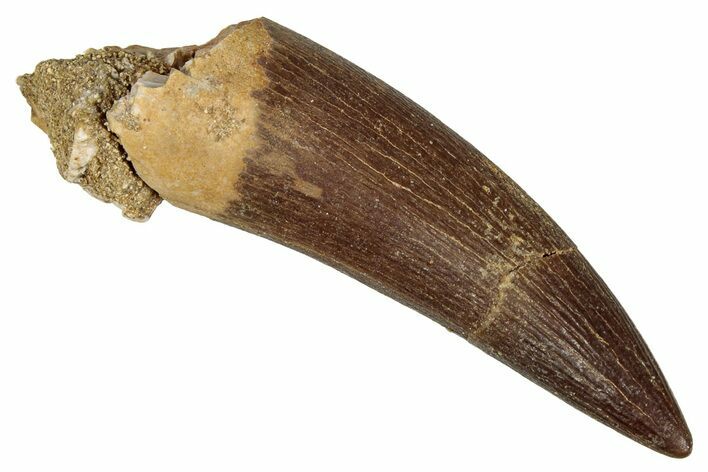 Fossil Plesiosaur (Zarafasaura) Tooth - Morocco #344215